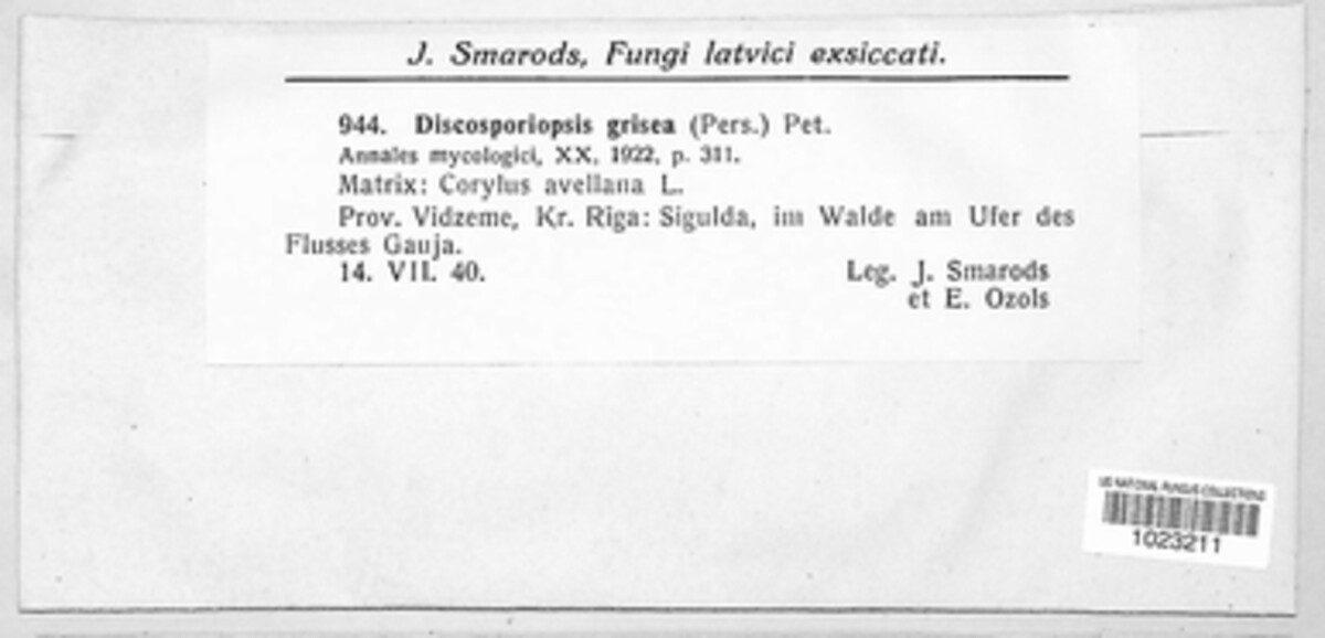 Cryptosporiopsis grisea image